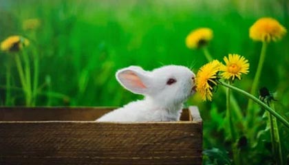全力造王朝！克伦克父子重磅承诺，阿森纳夏窗无上限支持阿尔特塔